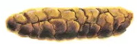 Bristol stool chart Type 3: like a sausage but with cracks on its surface
