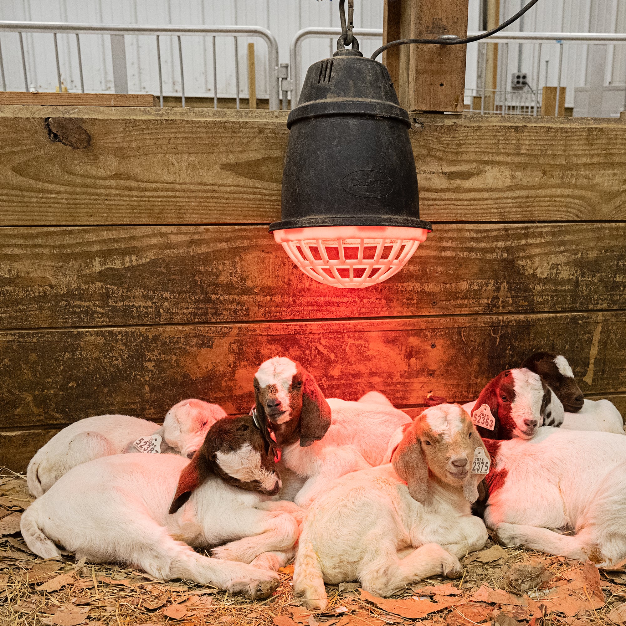 Prima Heat Lamp Kit (250W red bulb)