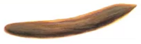 Bristol stool chart Type 4: like a sausage or snake, smooth and soft