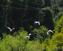 Birds