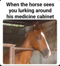 Horse medicine cabinet