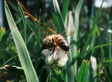 Bee