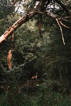 Deer