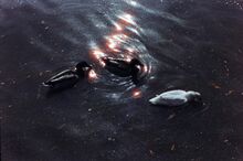 Ducks